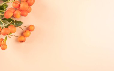 Sonbahar kompozisyonu. Turuncu böğürtlenli ve yeşil yapraklı çalılık arka planda fotokopi alanı var. Yukarıdan bak. Düz plan. Üst sol.