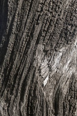 Arka plan ve tasarım sanatı için doğal desenli eski ahşap doku.