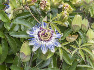 Passiflora caerulea, mavi Tutku çiçeği
