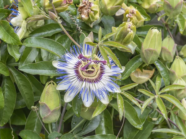 Passiflora caerulea, mavi Tutku çiçeği