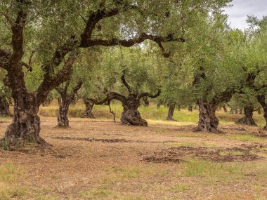 Yunan köyünde geleneksel zeytin ağacı çiftliği.