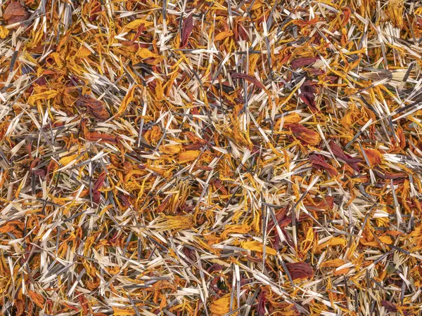 Bitkisel ilaçlarda kullanılan kuru Marigold yapraklarının arka planı. Üst görünüm.