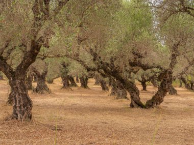 Yunan Zeytin Çiftliği 'nde zeytin ağaçları sıra sıra büyüyor.
