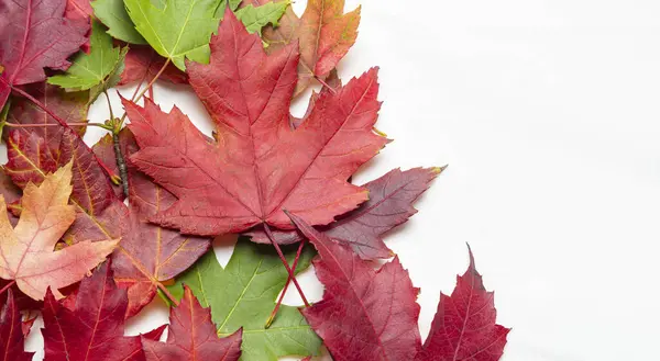 Autumn maple leaves on a white background with copy space for text