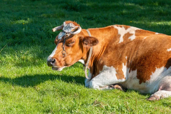 Benekli beyaz ve kahverengi bir inek güneşin altındaki yeşil bir çayırda uyur. Kapat..