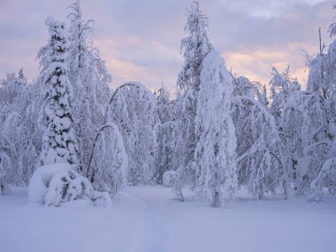 Karla kaplı ağaçlar, karlı bir orman, Laponya 'da kış günbatımı