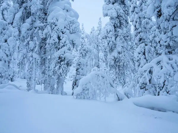 Finlandiya, Laponya 'da köknar ağaçlarında kar olan kış ormanı.