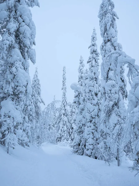 Laponya, Finlandiya 'da buzlu ve ladin dallı kış ormanı.