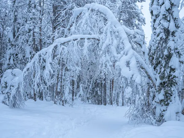 Karlı kış manzarası, karla kaplı ağaçlar, Laponya, Finlandiya ormanlarında.