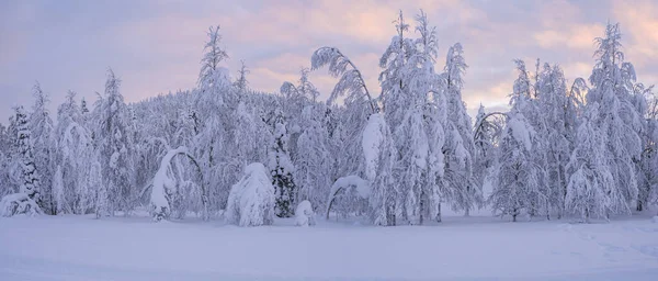 Winter Landscape Sunset Snowy Forest Lapland Panoramic Photo Stock Photo