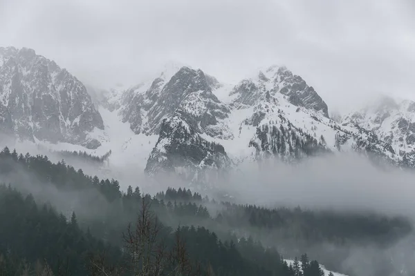 Dağların eteklerindeki yoğun siste karla kaplı dağ sıraları, yeşil ladin ağaçları. Avusturya, Walchsee.