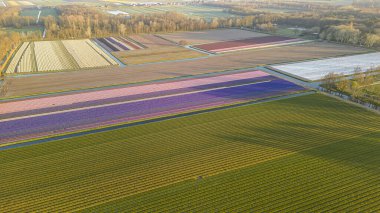 Baharda güzel bir lale tarlası. Hava görünümü.