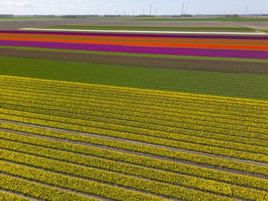 Baharda güzel renkli lale tarlaları. Hava görünümü.