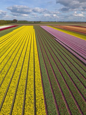 Yukarıdan, Hollanda 'dan lale alanının İHA görüntüsü.