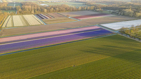 Baharda güzel bir lale tarlası. Hava görünümü.