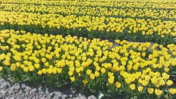 Letecký Dron Letěl Pozpátku Přes Žlutá Tulipánová Pole Holandsku — Stock video