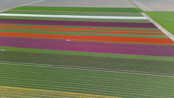 Kolorowe Pola Kwiatów Tulipanów Holandii Strzał Dół — Wideo stockowe