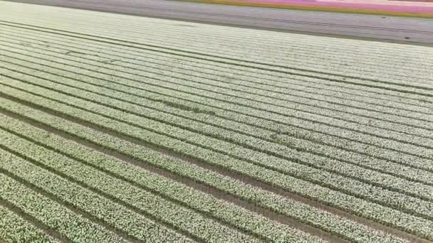 Latanie Nad Polami Tulipanów Wiosną Holandii Strzał Drona — Wideo stockowe
