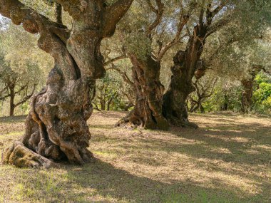 Yunanistan adasında çok eski bir zeytin bahçesi Parlak gün ışığında