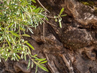 Zeytin ağacının arka planında meyveler olan zeytin dalı