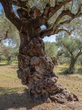 Yunanistan adasındaki zeytin koruluğu. Zeytin ağaçlarının eski fidanlığı.