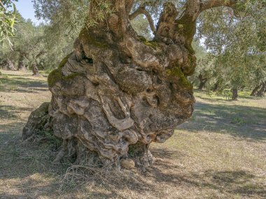 Zeytin bahçesindeki eski bir zeytin ağacının kabuğunun dokusu.