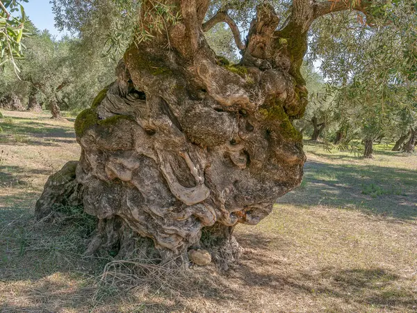 Zeytin bahçesindeki eski bir zeytin ağacının kabuğunun dokusu.