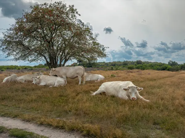 Güneşli bir günde, bir ağacın gölgesinde, çimenlerin üzerinde beyaz inekler uzanıyor..