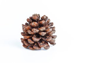 Beyaz arka planda çam kozalağı izole edilmiş. Boşluğu kopyala.