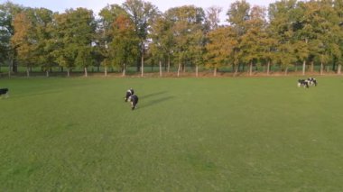 Güneş doğarken üzerinde inekler otlayan yeşil bir çayırın drone görüntüsü..