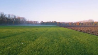 Puslu yeşil bir çayırda alçaktan uçuyor ve şafak vakti tarlayı sürüyor..
