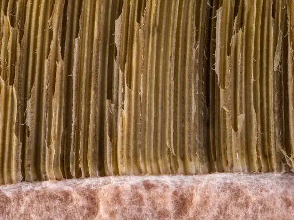 Yakından, içeriden, mantar kapağının dokusu..