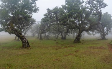 Portekiz, Madeira Adası 'ndaki Fanal' ın puslu orman manzarası.