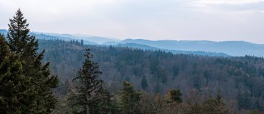 Yoğun bir ormanın panoramik görüntüsü, arka planda yuvarlanan sisli tepeler, bulutlu bir gökyüzünün altında daima yeşil ve yaprak döken ağaçlarla katmanlı bir etki yaratıyor.