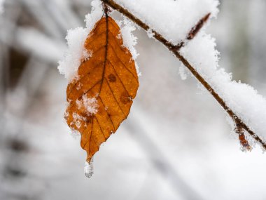 Eriyen buz damlasıyla kaplı kahverengi yaprak, kışın sonbahar yaprağına yakın çekim, don kaplı dal, donmuş doğa, hassas detaylar, bulanık beyaz arka plan