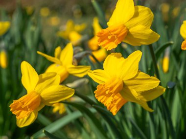 Trompet şeklindeki turuncu merkezli parlak sarı nergisler yemyeşil bir alanda çiçek açar, güneş ışığıyla yıkanır, neşeli bir bahar manzarası yaratır..