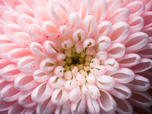 Makro görünümlü narin pembe ve beyaz bir çiçek. Karmaşık taç yaprakları, yumuşak dokular ve canlı doğal güzellikler sergiliyor..