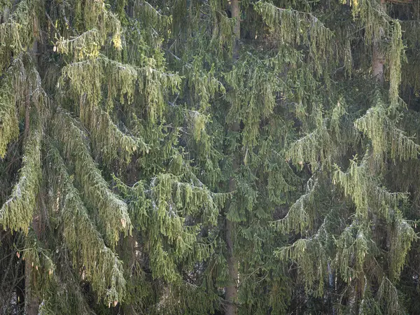 Çam kozalaklı yeşil iğnelerle kaplanmış sık ve yeşil ağaç dalları güneş ışığıyla aydınlatılarak doğal bir orman dokusu oluşturuyor.