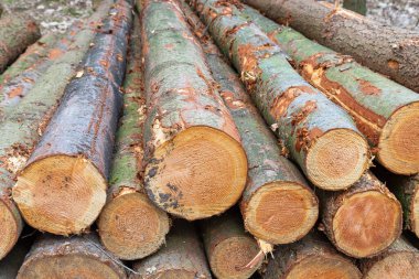 Ağaç kabuğu, açık halkalar ve pürüzlü desen ile yeni kesilmiş ağaç kütükleri bir yığın açık hava yığını içinde düzenlenmiş.