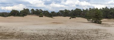 Nadir bitki örtüsüyle kumlu bir manzara ve bulutlu bir gökyüzünün altında ormanlık bir zemin, doğal bir dinginlik yayıyor. Hollanda manzarası.