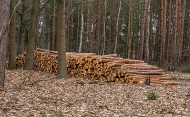 Ağaçlar arasında bir orman yolunda ağaç kabuğuyla yeni kesilmiş kütükler yığını