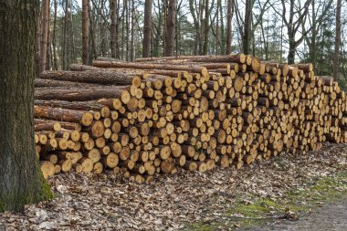 Ağaç kabuğuyla yeni kesilmiş ağaç kütükleri, yüksek ağaçlarla çevrili bir orman yolu boyunca yerleştirilmiş..