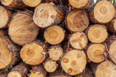 görülebilir büyüme halkaları ve pürüzlü dokusu olan ağaç kütükleri