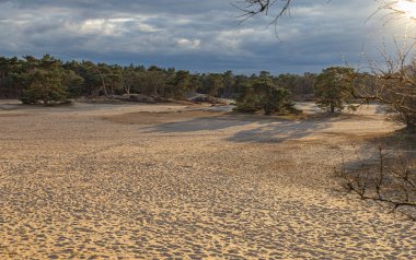 Bulutlu bir gökyüzünün altında dağınık ağaçlarla dolu sakin kumlu bir manzara, doğal tonlarla sakin bir güzelliği harmanlıyor. Hollanda manzarası.