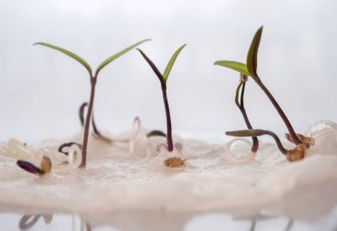 Nemli bir yüzeyde tohumlardan çıkan narin filizlerin yakın çekimi taze büyümeyi ve canlılığı simgeliyor..