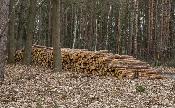 Ağaçlar arasında bir orman yolunda ağaç kabuğuyla yeni kesilmiş kütükler yığını
