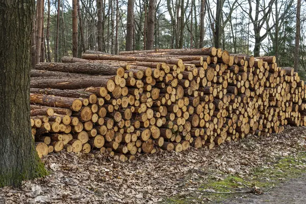 Ağaç kabuğuyla yeni kesilmiş ağaç kütükleri, yüksek ağaçlarla çevrili bir orman yolu boyunca yerleştirilmiş..