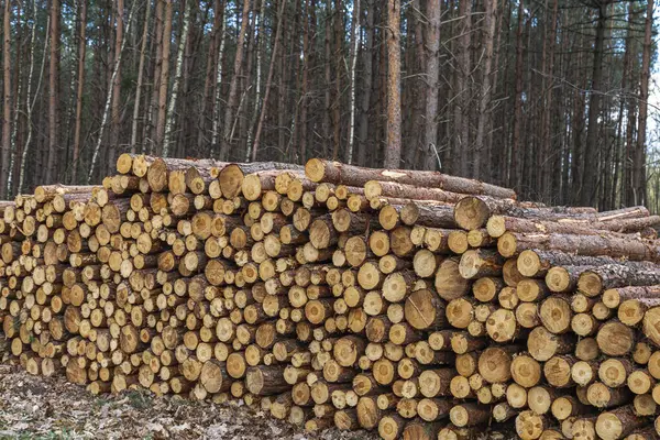 Orman yolu boyunca ağaç kabuğu istiflenmiş taze kesilmiş kütükler, doğal bir orman ortamında ağaçların arasına yerleştirilmiş..