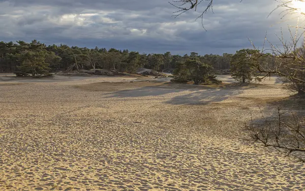 Bulutlu bir gökyüzünün altında dağınık ağaçlarla dolu sakin kumlu bir manzara, doğal tonlarla sakin bir güzelliği harmanlıyor. Hollanda manzarası.