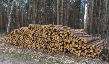 Ağaçlar ve doğa ile çevrili bir orman yolunda dinlenen, kabuklu yeni kesilmiş ağaç kütükleri yığını..